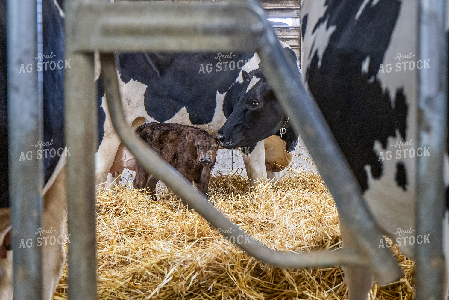 Beef on Dairy Calf 270419