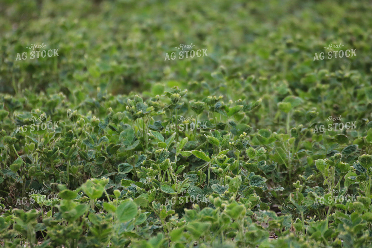 Damaged Soybean Field 82493