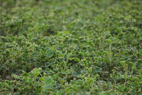 Damaged Soybean Field 82493