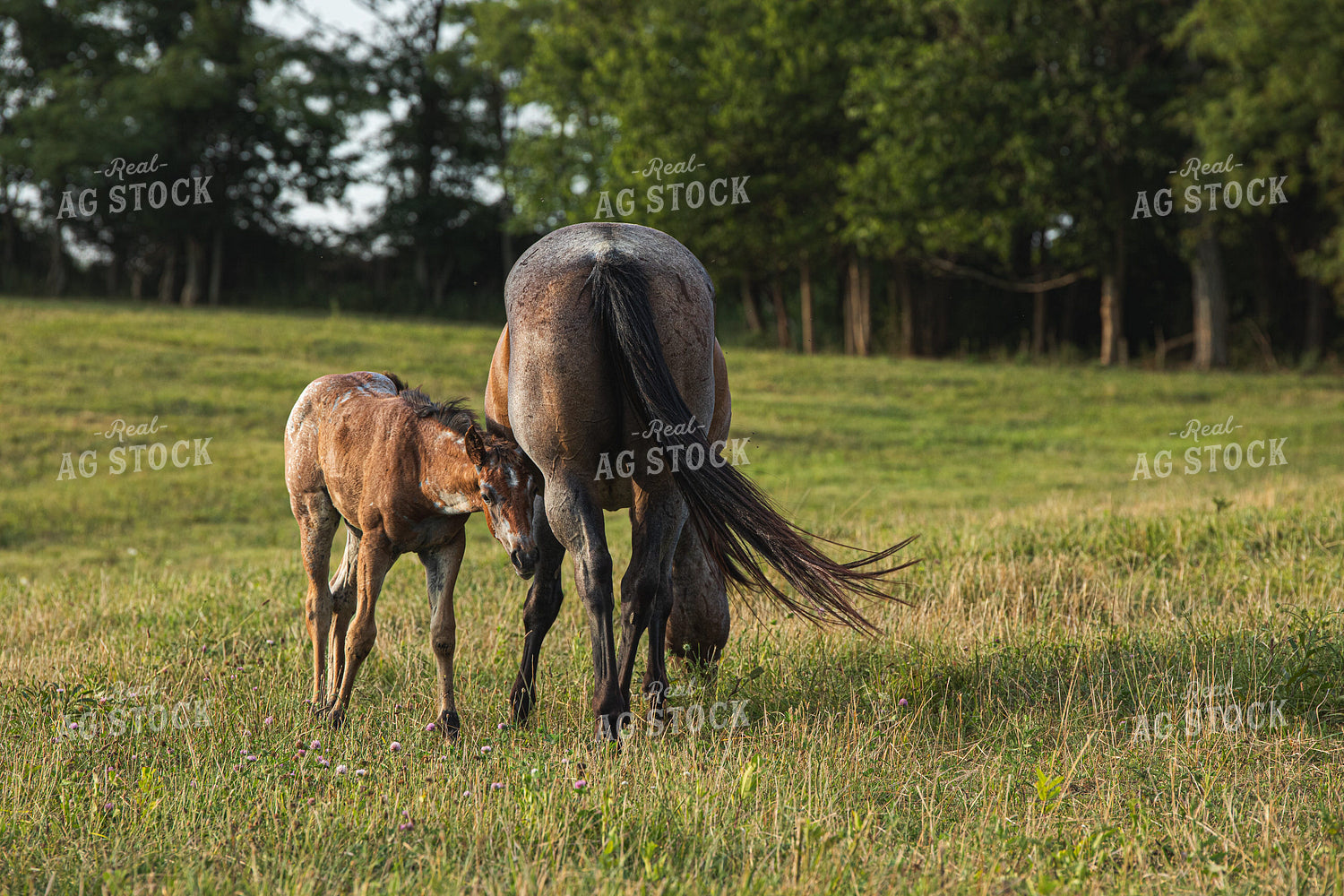 Horse and Foal 189041