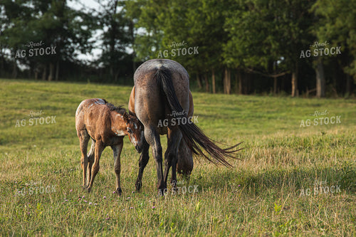 Horse and Foal 189041