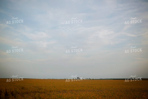 Soybeans - Mid-Season 2360