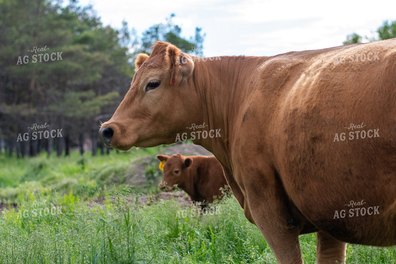 Cow and Calf in Grassy Pasture 50081