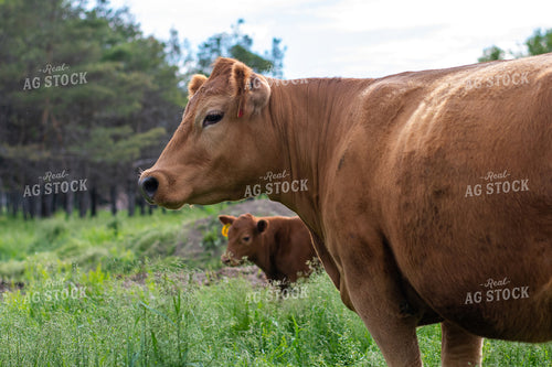 Cow and Calf in Grassy Pasture 50081