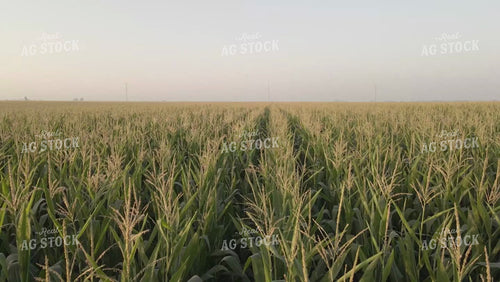 Tassel Corn at Sunrise Drone 6528