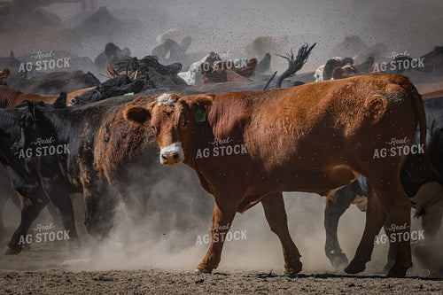 Working Cattle 261115