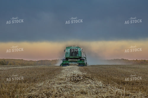 Combine Harvesting Dried Canola Field 138031