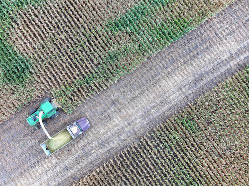 Aerial of Cutting Corn Silage 141729