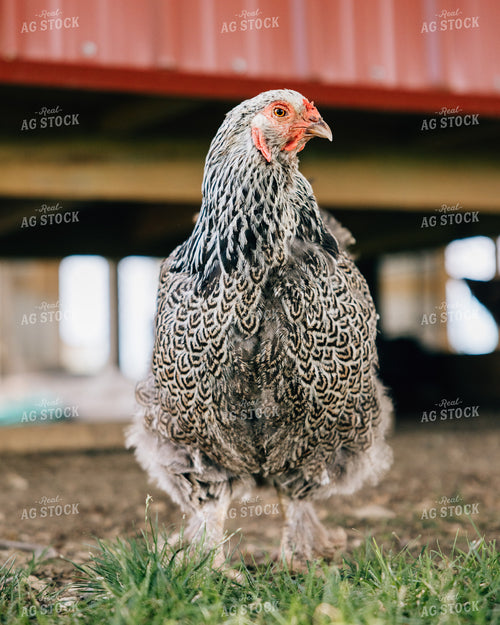 Backyard Chickens 178065