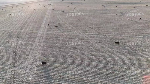 Cattle Grazing in Harvested Field 77311