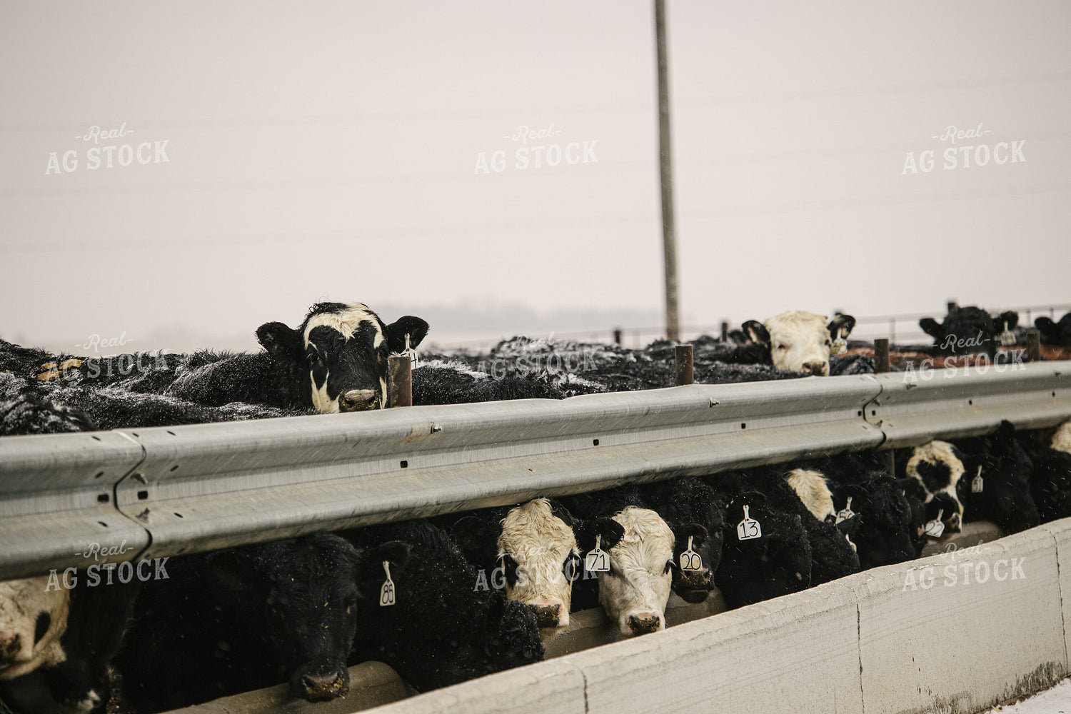 Black Baldy Cattle Eating out of Feed Bunk in Feedlot 70105