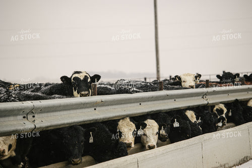 Black Baldy Cattle Eating out of Feed Bunk in Feedlot 70105