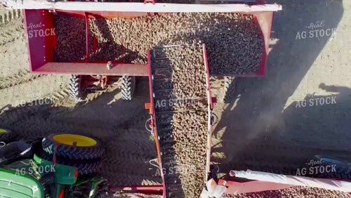 Potato Harvest 146028