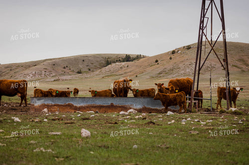 Red Angus Cattle Graze and Drink in Hilly Open Pasture 97157