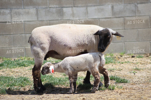 Lambs and Ewes 84259