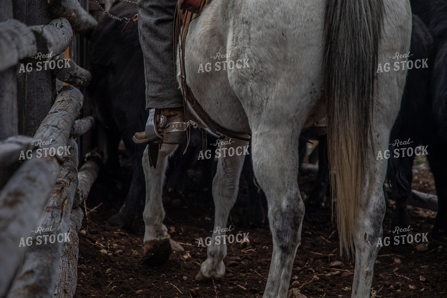 Horse 304055