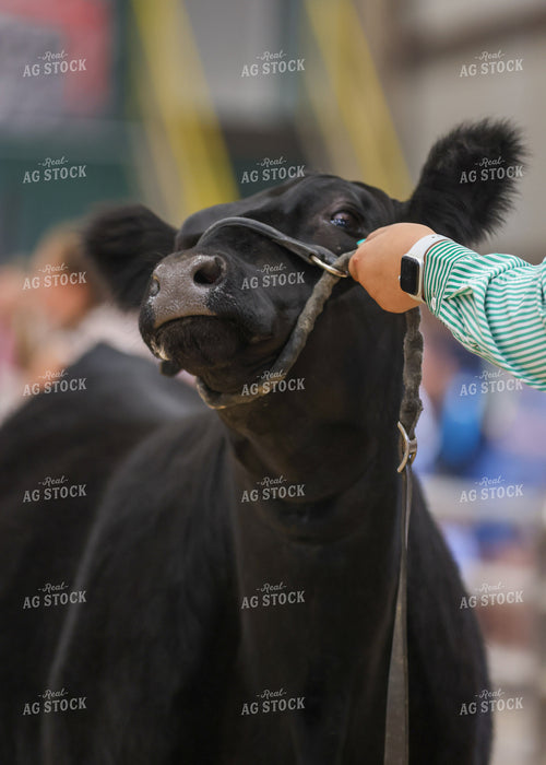 Showing Cattle 160083