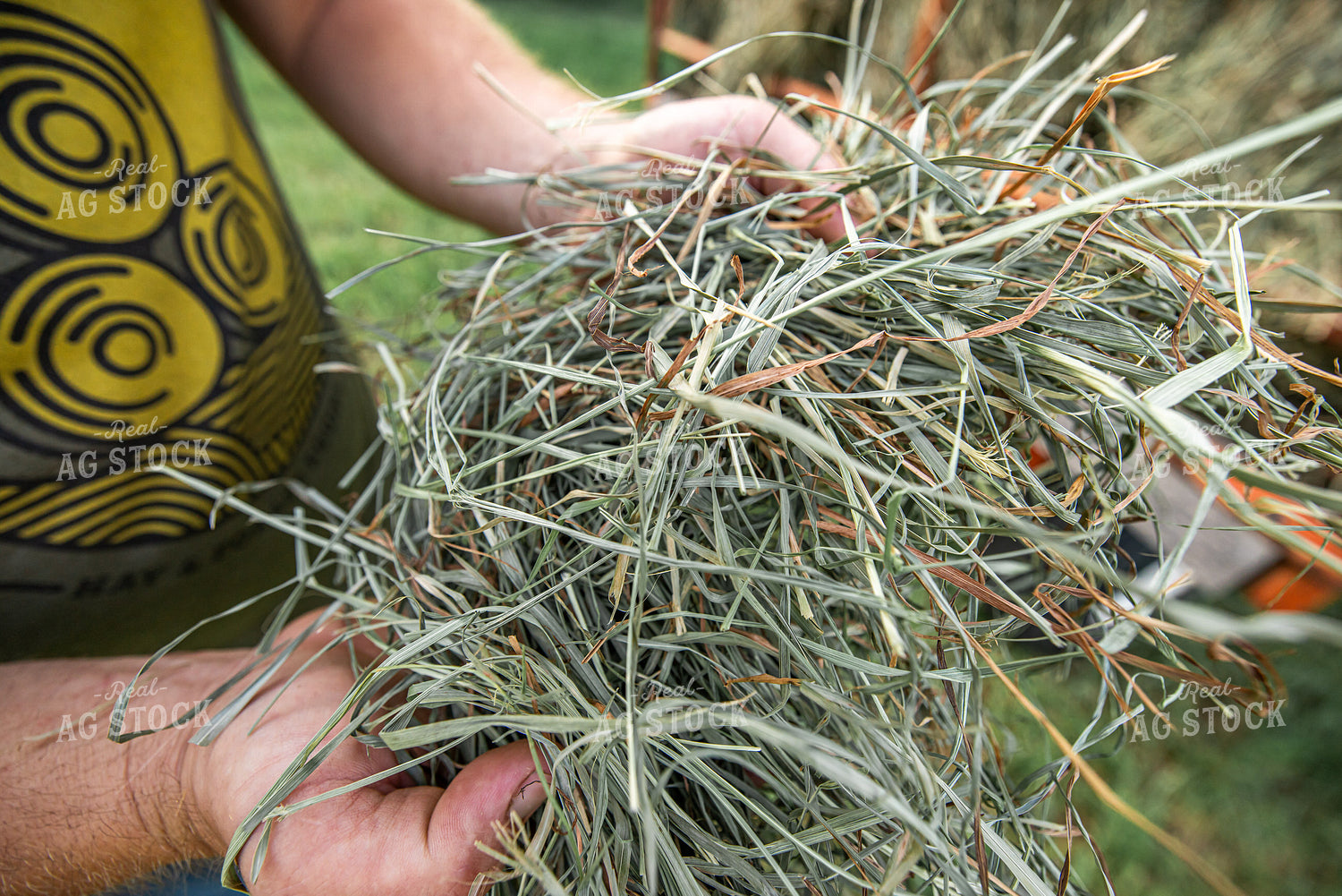 Farmer Holding Cut Hay 270596