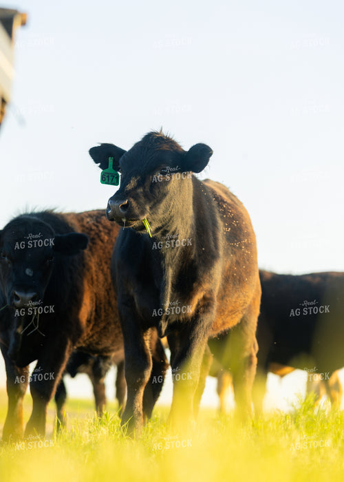 Cattle on Pasture 264044