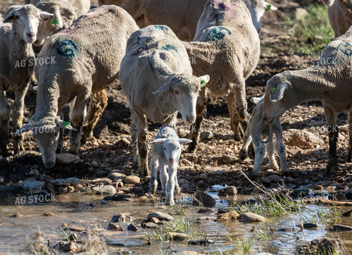Sheep Crossing Stream 261047