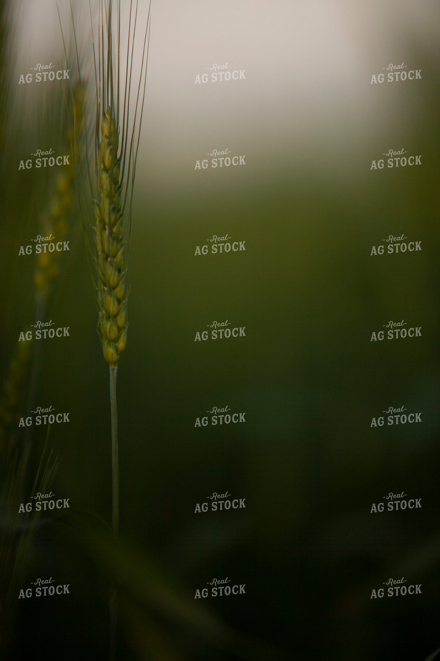 Wheat 2207
