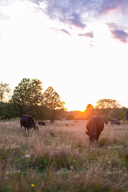 Cattle Grazing in Pasture 96008