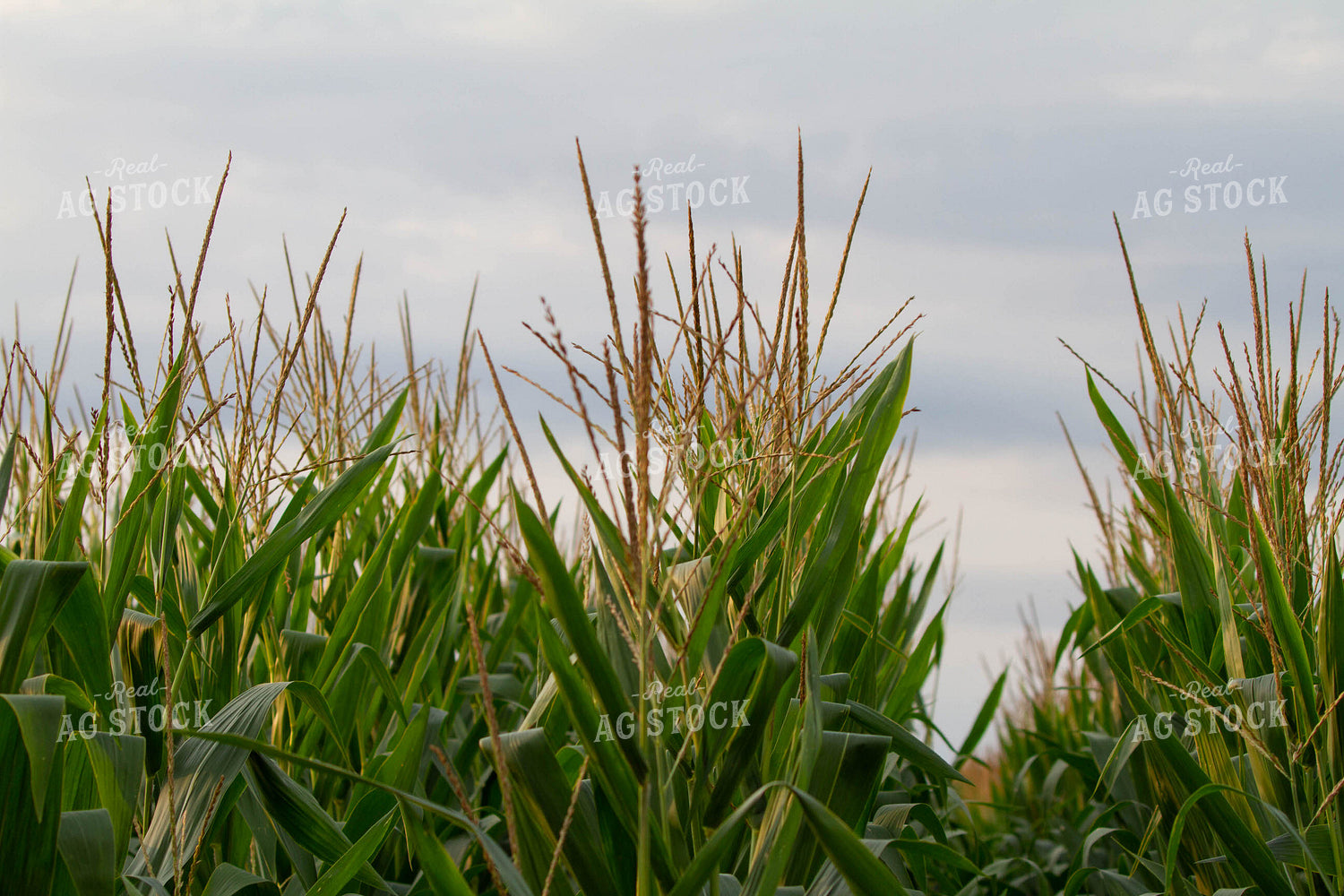 Rows of Corn 79121