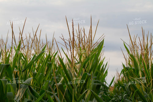 Rows of Corn 79121