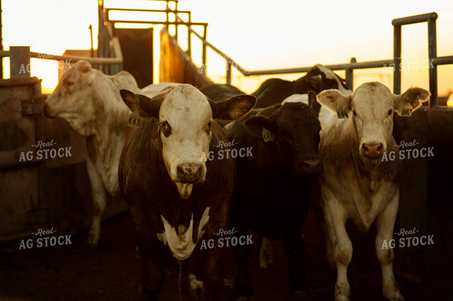 Feedyard Cattle Loading 3820