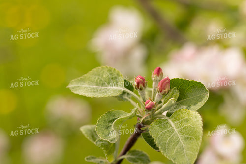 Apple Blossoms 161159
