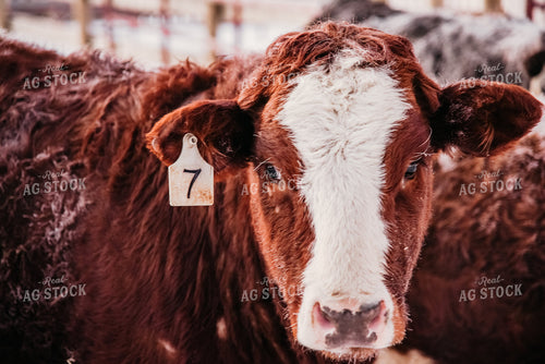 Hereford Cow 64003