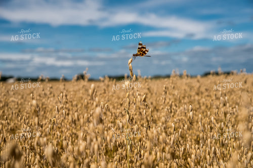 Dried Oats in Field 76077