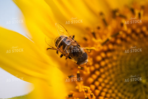 Bee on Sunflower 76292