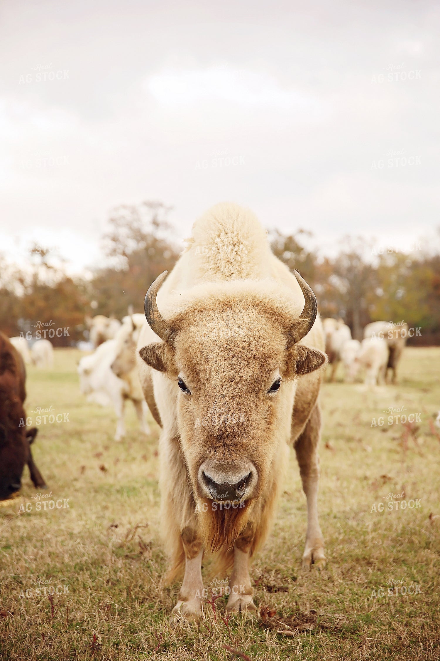 Bison 127063