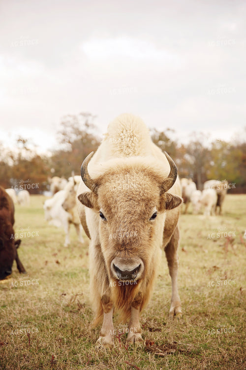 Bison 127063