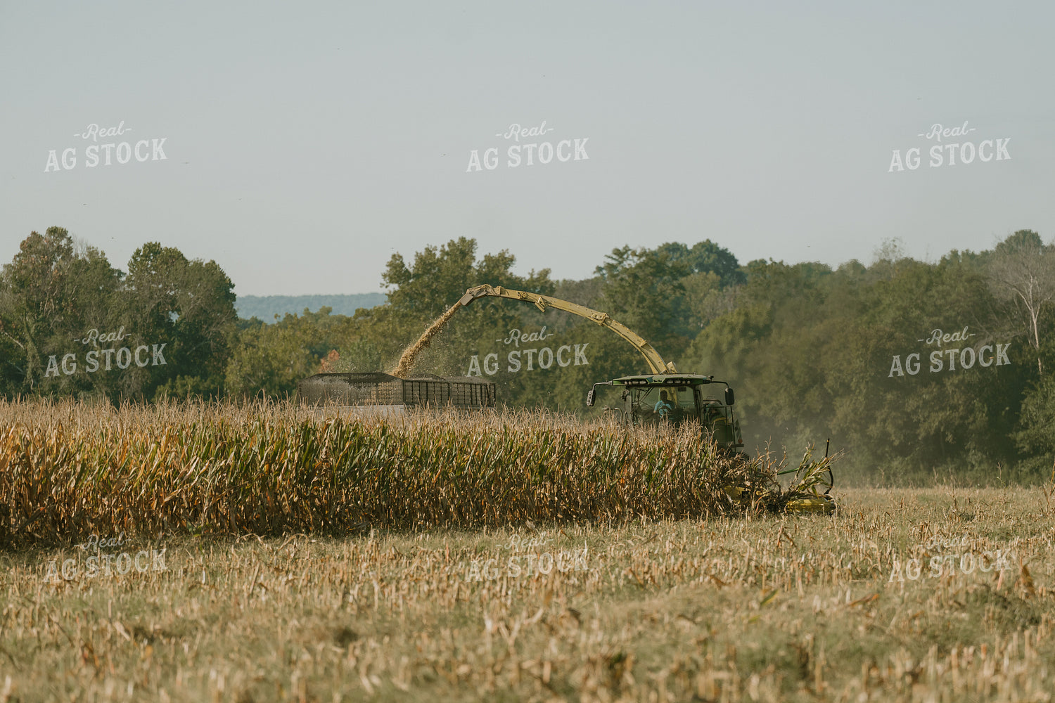 Corn Silage Harvest 125342