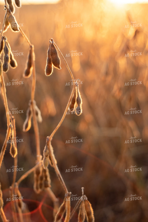 Dried Soybeans at Sunset 76012