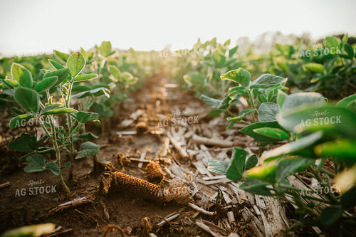 Early Growth Soybeans 125160