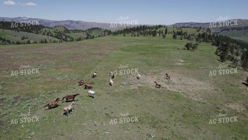 Horses in Montana Pasture 92037