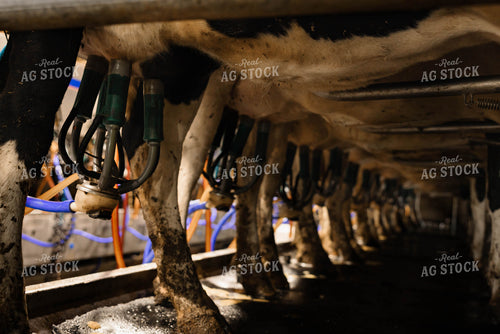 Milking Cows 152262