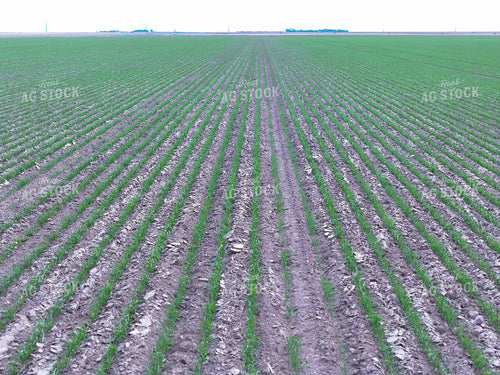 Midseason Wheat Field 239079