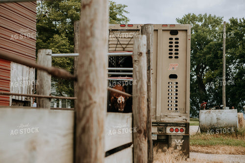 Cows Being Unloaded 77097
