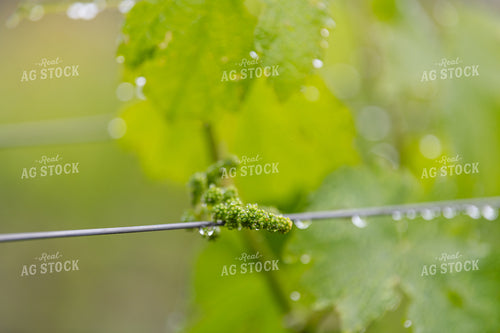 Vineyard Grape Production 107062