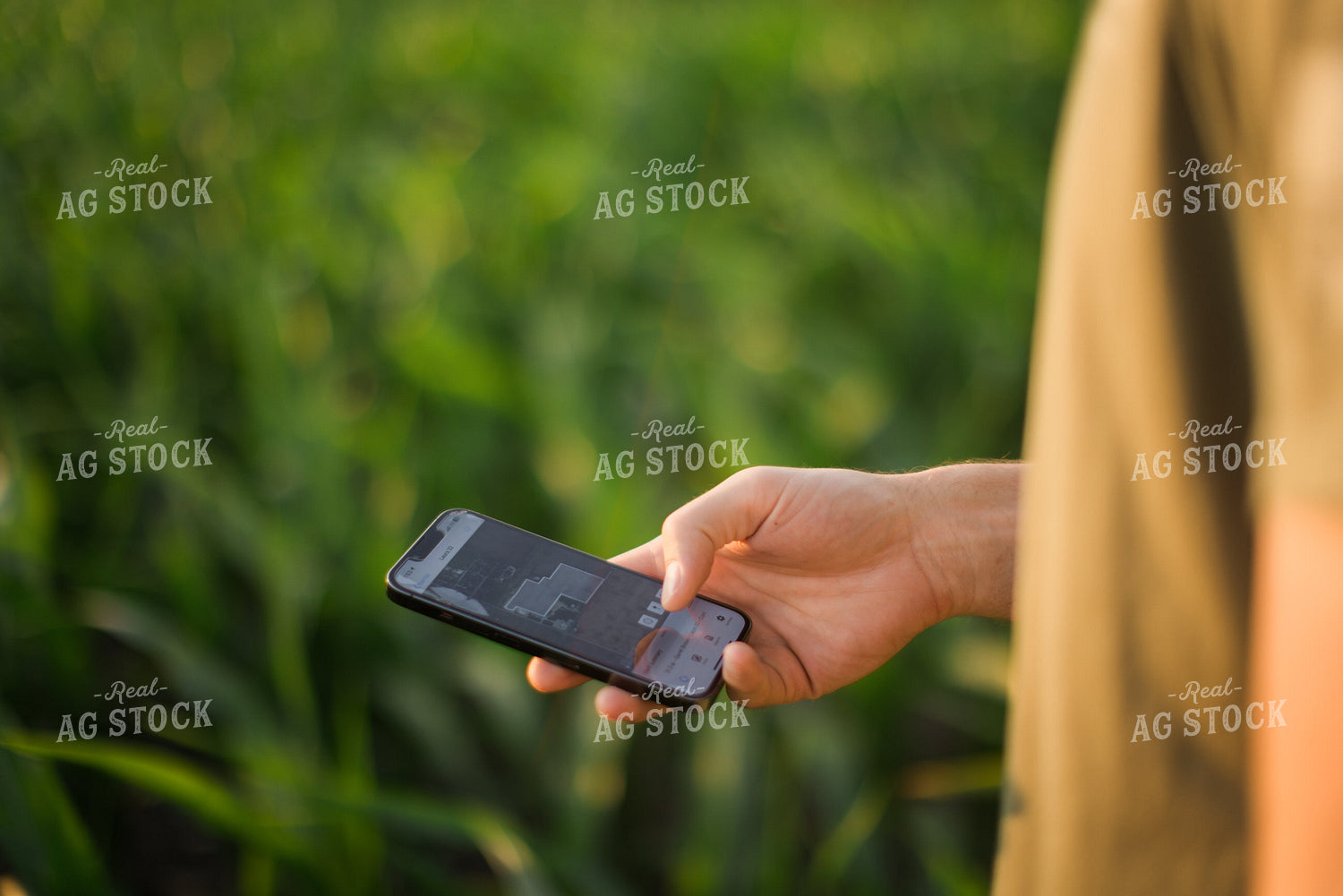 Farmer Using Phone in Corn Field 8163