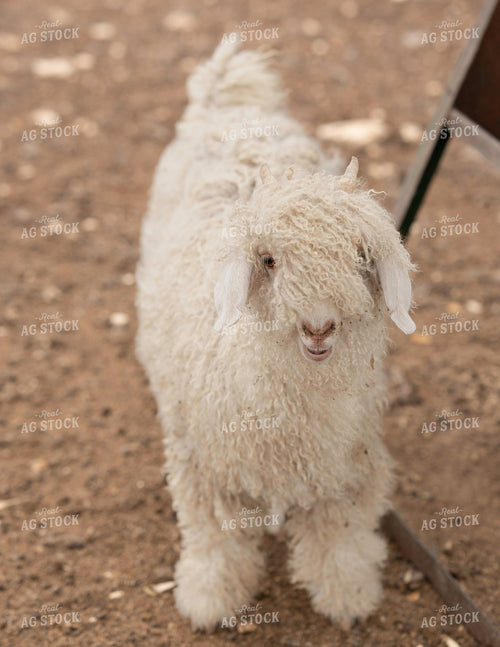 White Angora Goat 140003