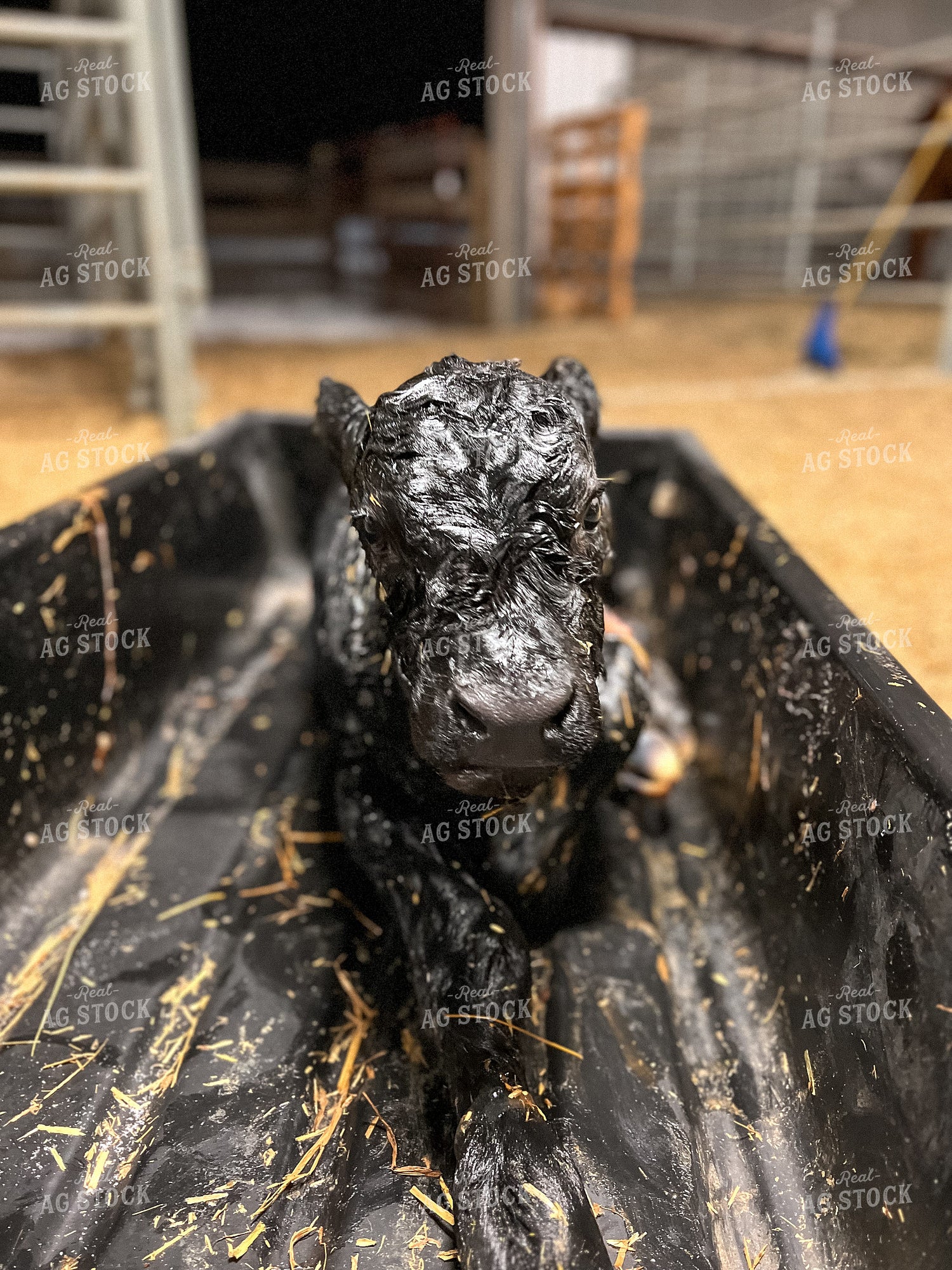Newborn Calf 275015