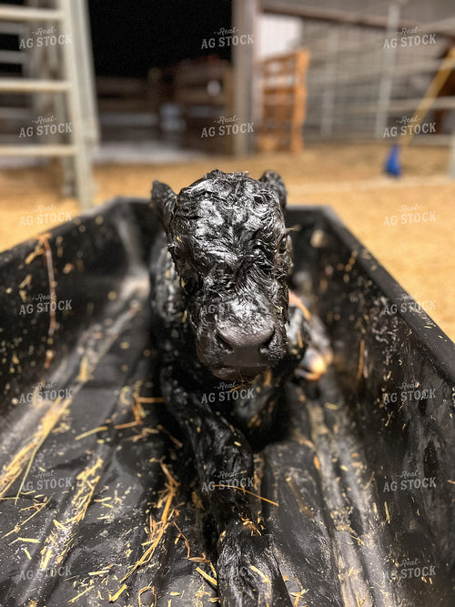 Newborn Calf 275015