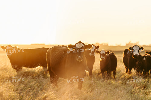 Cattle on Pasture 68250