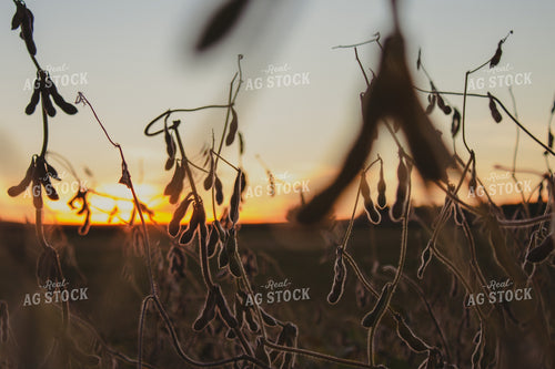 Dried Soybeans 173006