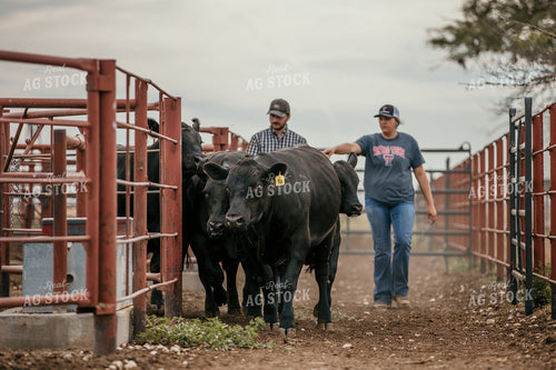 Farmers with Cattle 98026